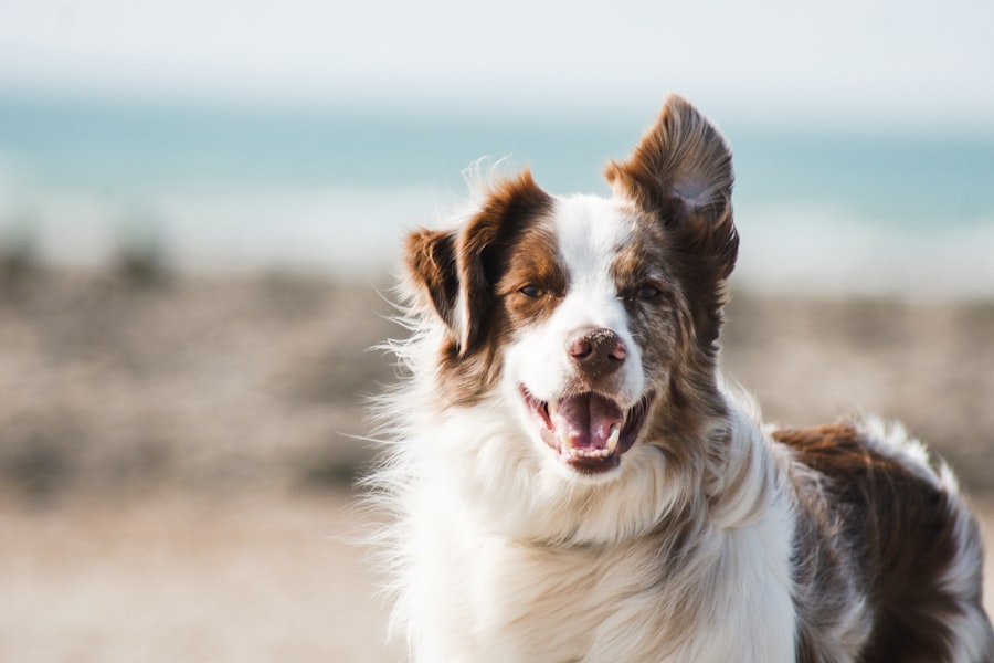 Cão