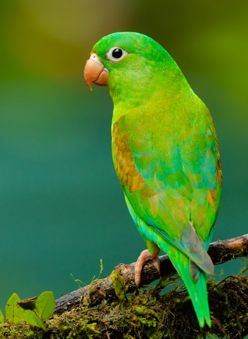 Aves