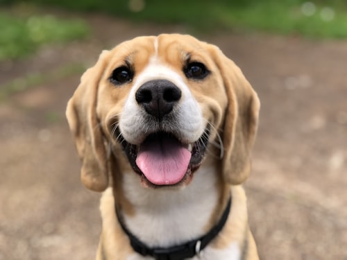 Cachorro